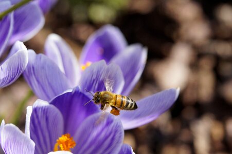 Pollination crocus spring photo