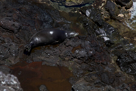 Hawaiian Monk Seal photo