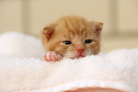 Playful pet cat face