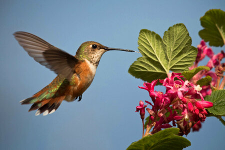 Female Rufous hummingbird on Red-flowering currant 