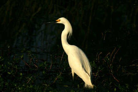 Snowy Egret at Lacassine National Wildlife Refuge photo