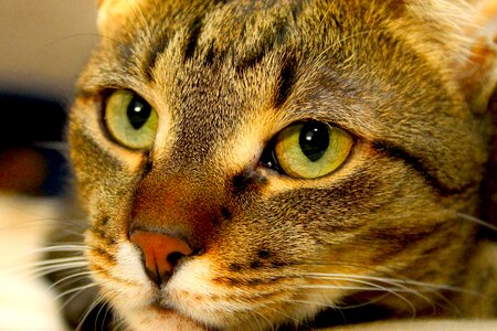 Is watching tabby domestic cat photo