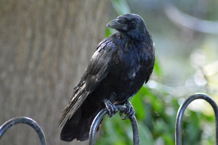 Raven black bird photo