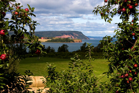 Apple Orchard and Landscape in Nova Scotia, Canada photo