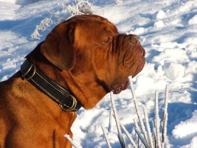 Pet snow cold