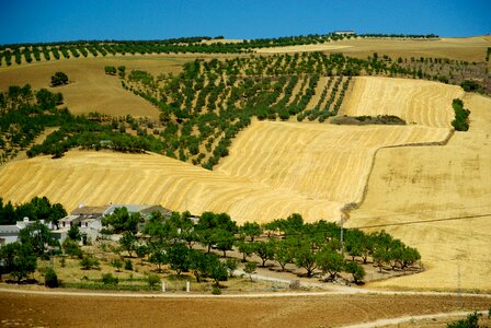 Spain olive trees hacienda