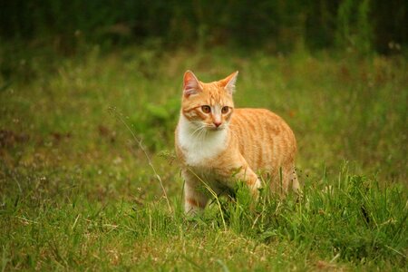 Adorable animal cat