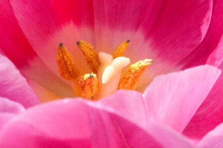 Stamens lily spring