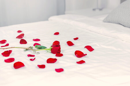 Red rose Place on a clean white bed. And a red rose petals strewn around. photo