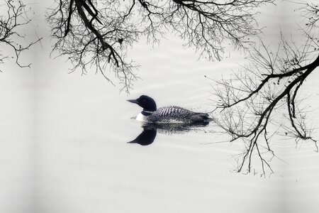 Water bird feathered lake photo