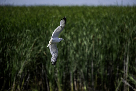 Seagull flying over the marsh