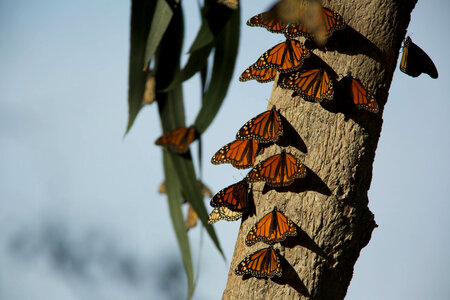 Monarch butterflies-1