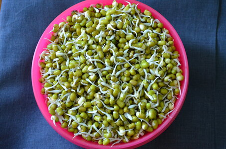 Bowl Of Sprouts Mung Moong photo