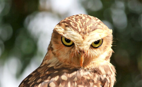 Owl looking intensely at you with scary eyes photo