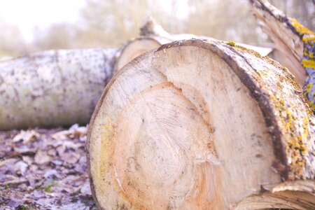 Wooden stump photo