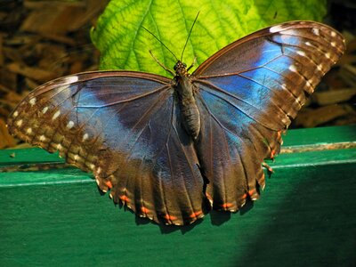 Insect flying larva