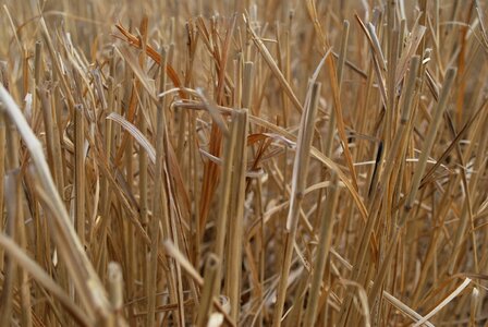 Dry plant natural
