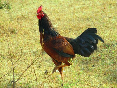 Farm animal bird photo