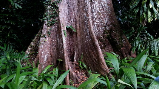 Singapore Botanic Gardens photo