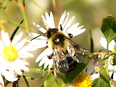 Bumblebee photo