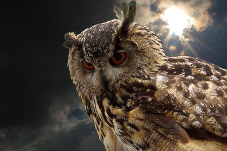 Eagle owl owl raptors photo