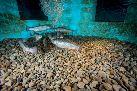 Brook trout-1 photo