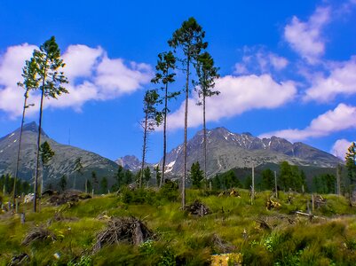 Apocalypse mountains trees photo