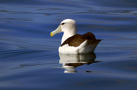 Bird Floating on Water photo