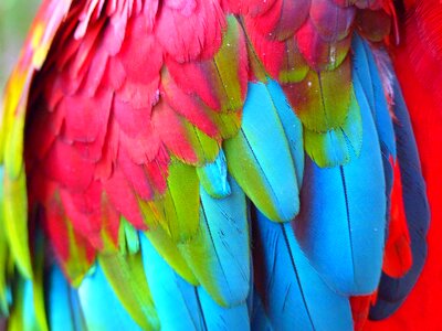 Parrot bird colorful photo