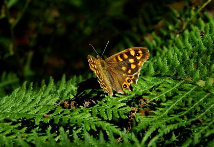 Animal arthropod beautiful