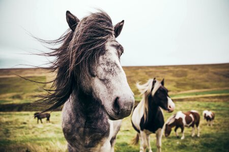 Iceland Farm Horse photo