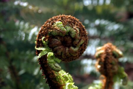 Fern frond plant