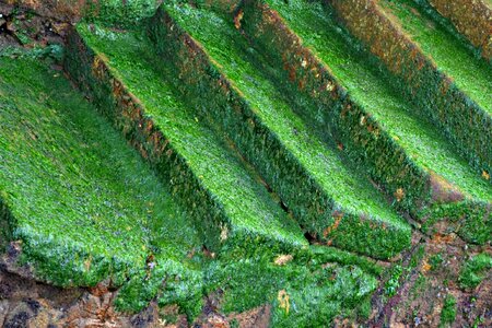 Wild growing damp photo