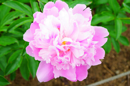 11 Peony photo