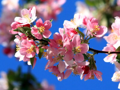 Beautiful Photo flower bud flowering cherry photo