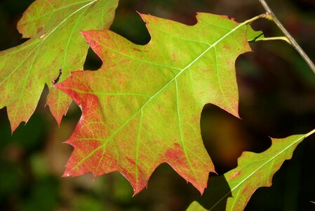 Oak autumn red photo