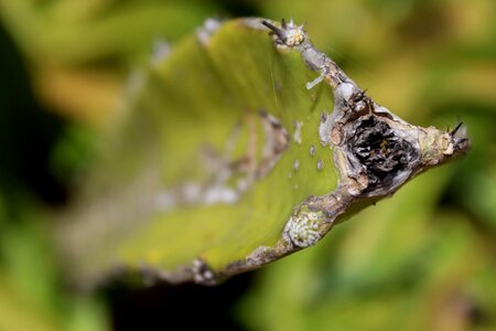 Dying Leaf photo