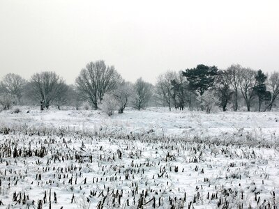 Wintry white trees photo