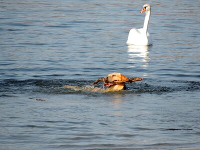 Dog hunting dog swan