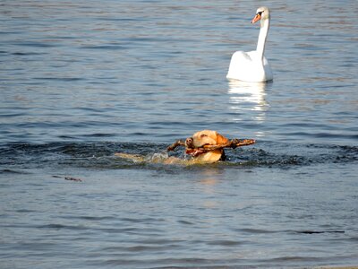 Dog hunting dog swan photo