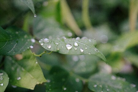 Rain Drops on Green Leaf photo