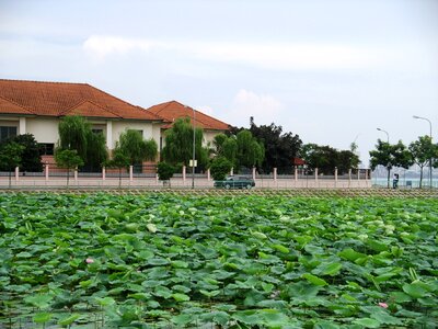 Water lily lake road photo