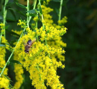 Garden nature insect
