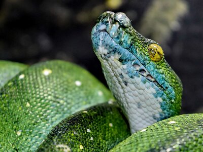 Camouflage eye green snake photo