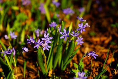 Bloom flower blue