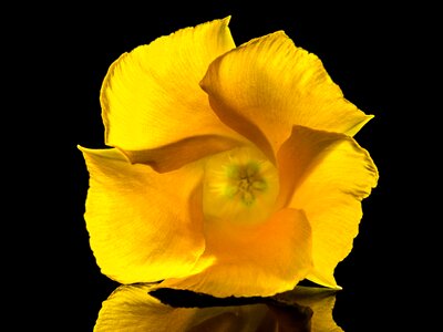 Flower yellow close up photo