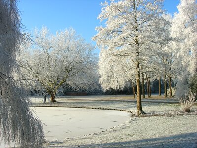 Trees park cold