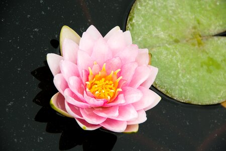 Water lily nature pond photo