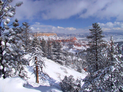 Fir Forests landscape in Bryce Canyon National Park, Utah photo