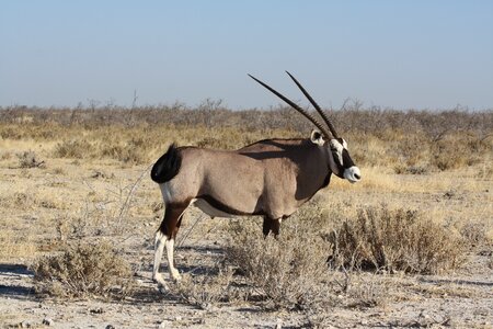 Animal namibia africa photo